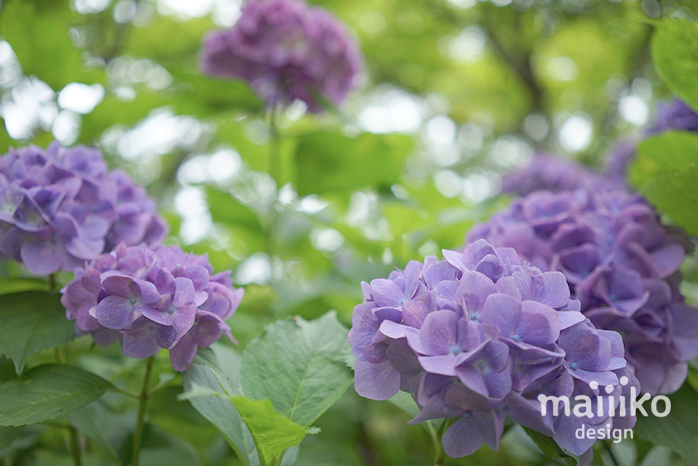 紫陽花の写真