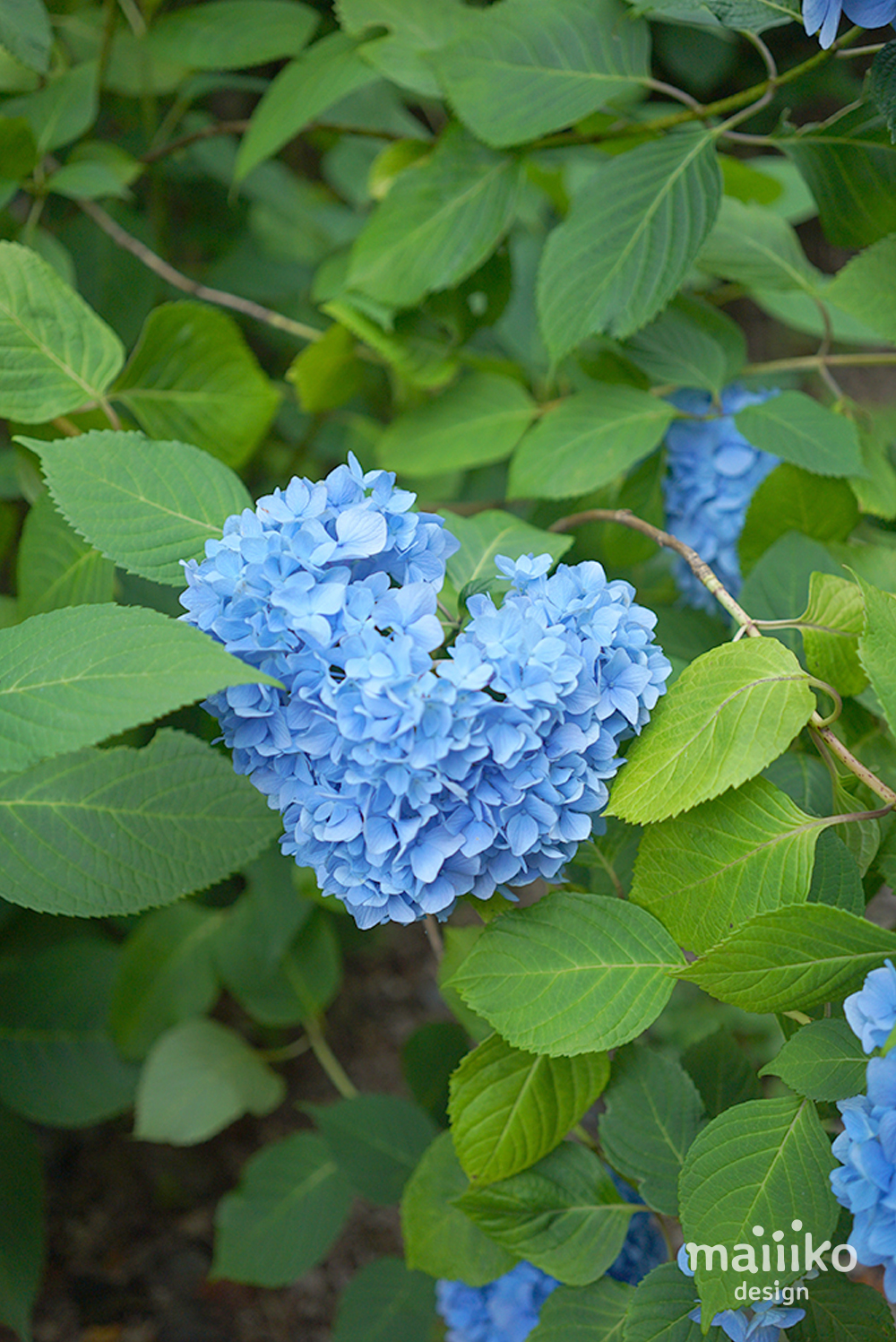 紫陽花の写真