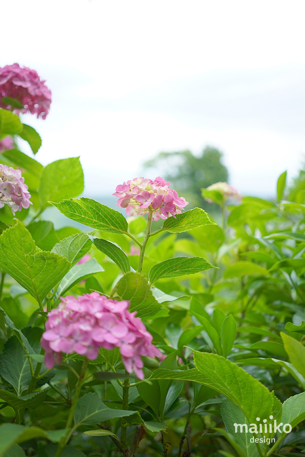 紫陽花の写真