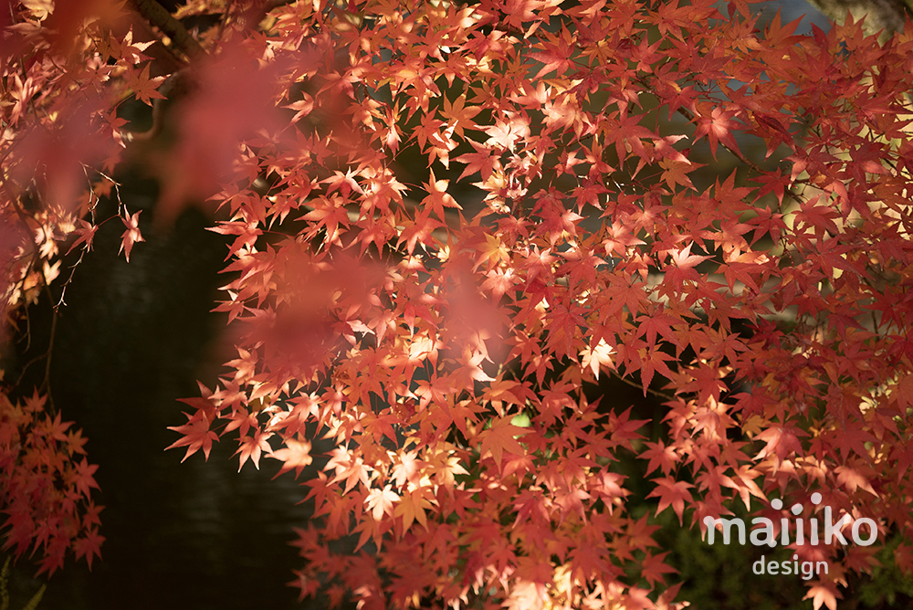 仙洞御所2021紅葉の写真