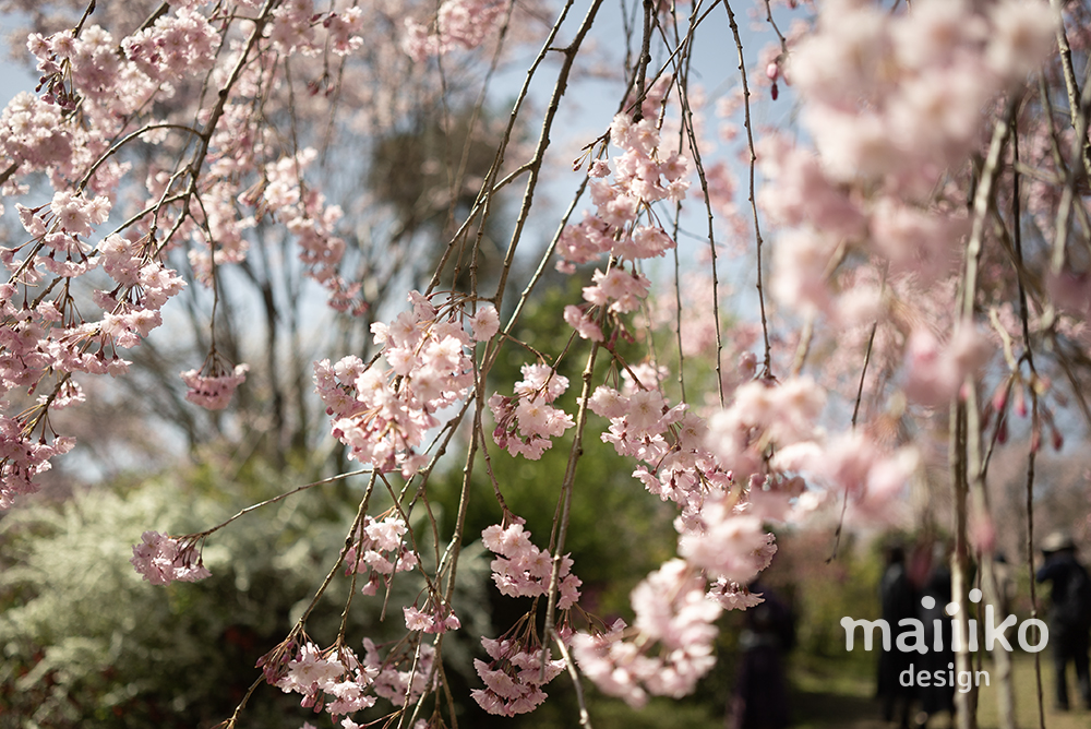 原谷苑2023桜の写真