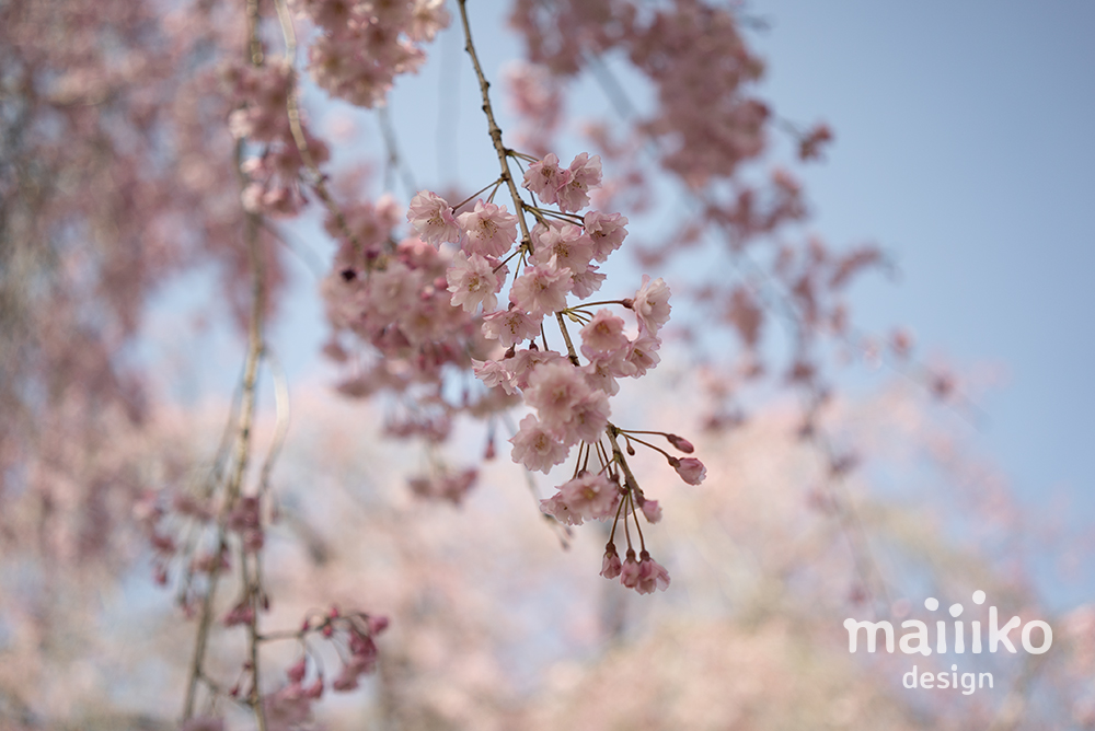 原谷苑2023桜の写真