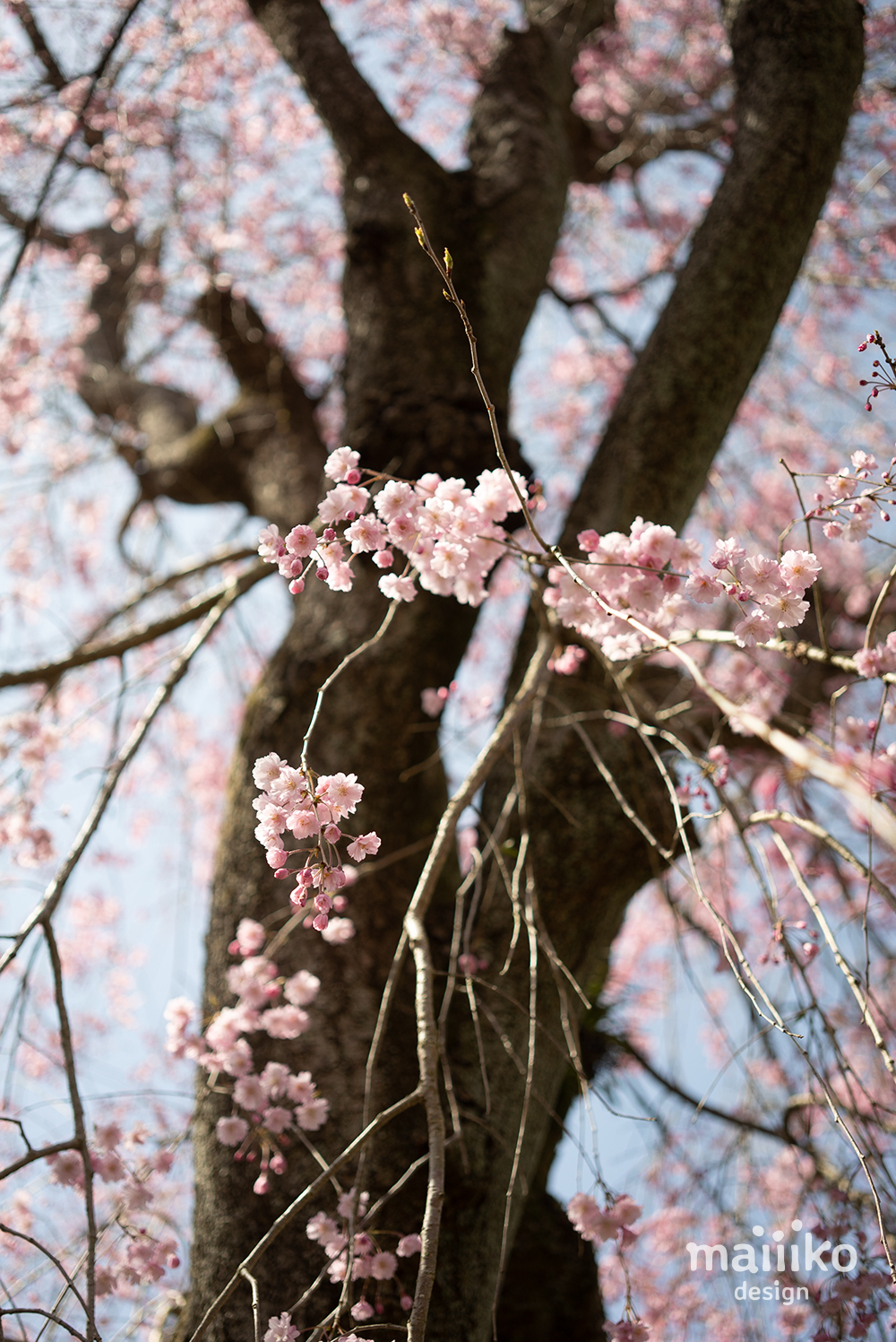 原谷苑2023桜の写真