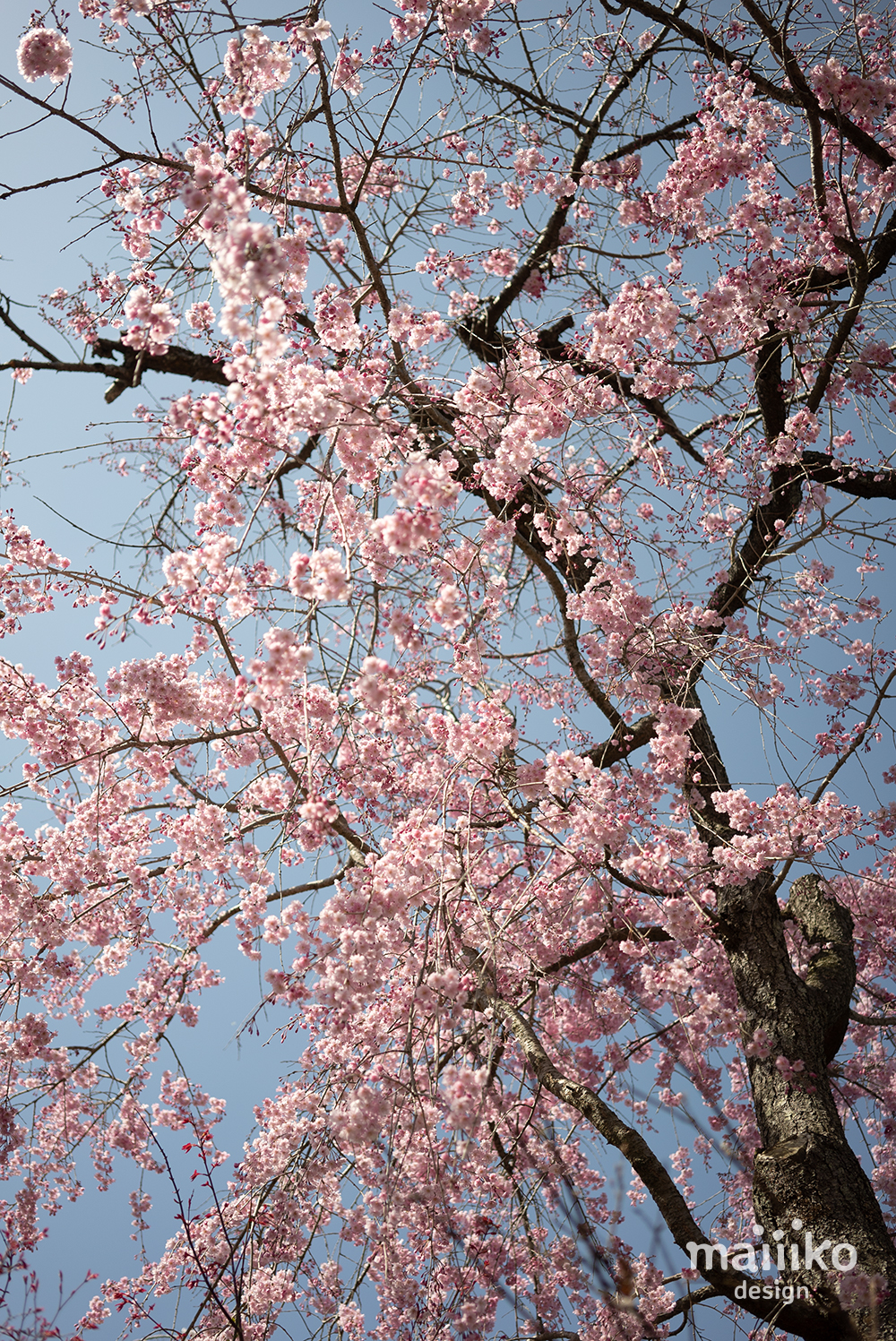 原谷苑2023桜の写真