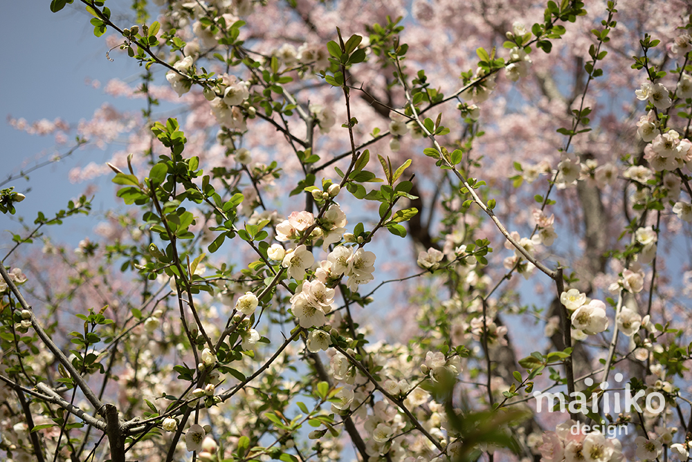 原谷苑2023桜の写真