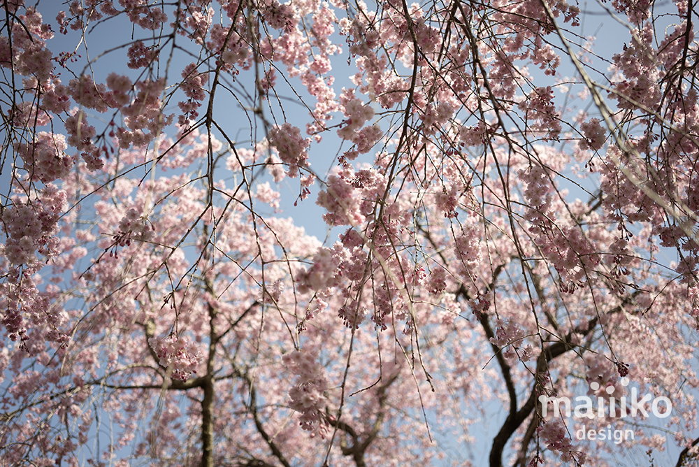 原谷苑2023桜の写真
