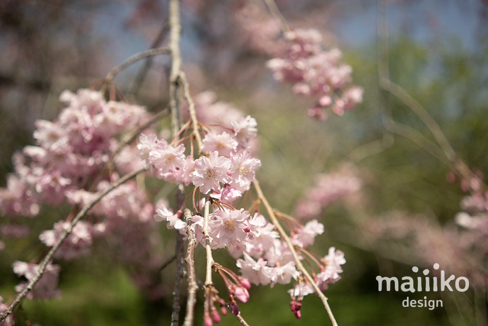 原谷苑2023桜の写真