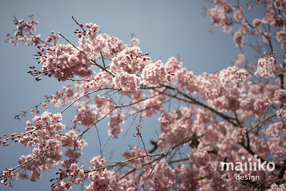 原谷苑2023桜の写真
