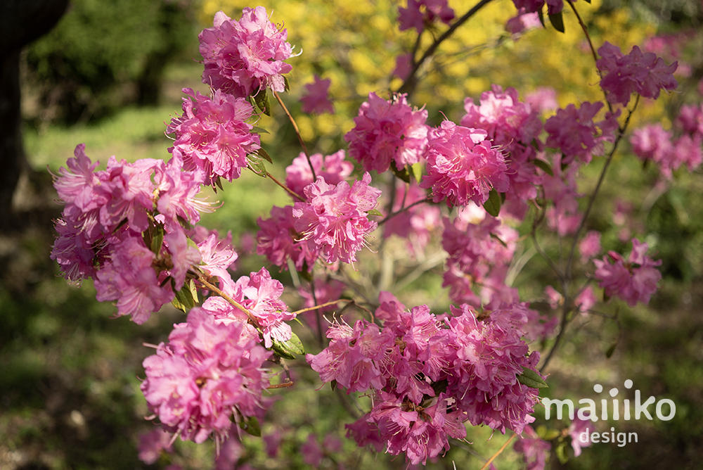 原谷苑2023桜の写真