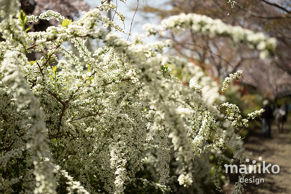 原谷苑2023桜の写真