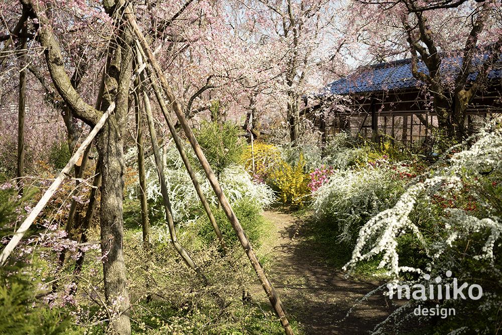 原谷苑2023桜の写真