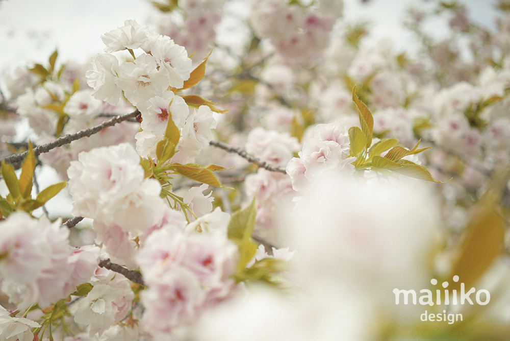 桜の写真