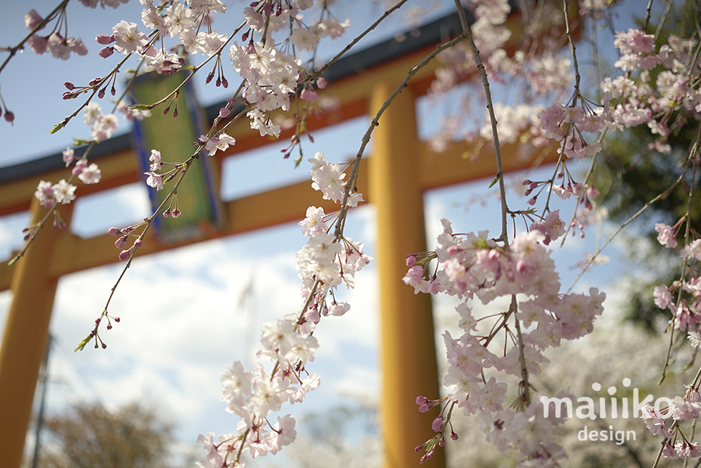 平野神社2020桜の写真