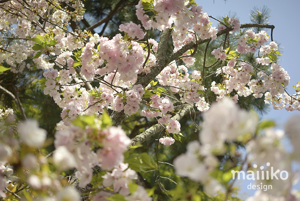 平野神社2020桜の写真