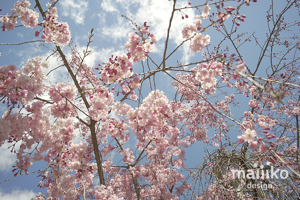 平野神社2020桜の写真