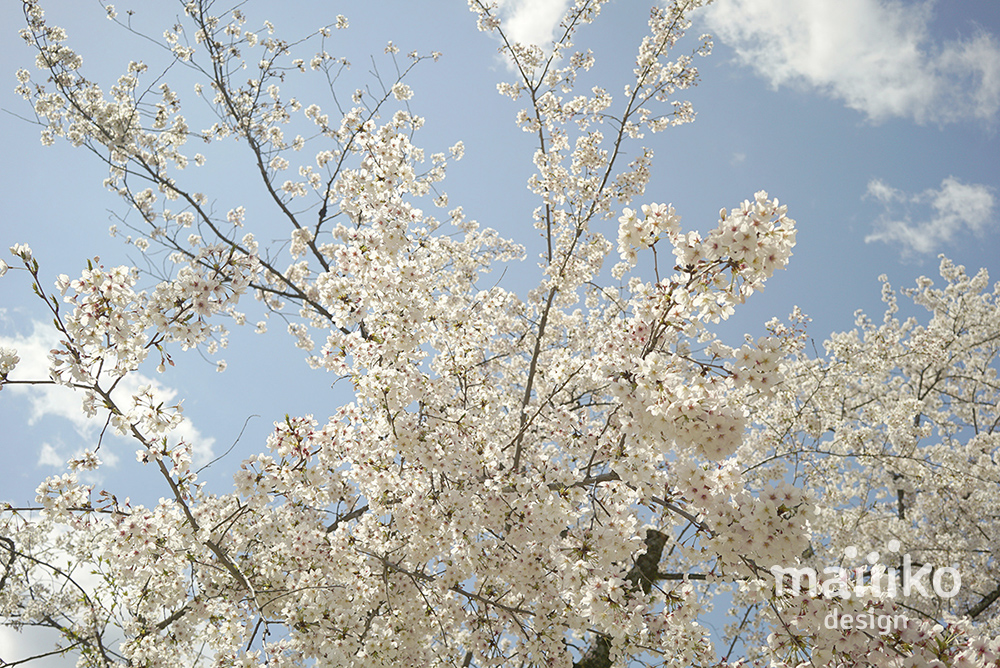 平野神社2020桜の写真